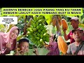 SENANGNYA BISA PANEN BUAH SEGAR DI KEBUN SENDIRI & KASIH TAMBANG BUAT SI MANIS