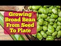 Complete Guide: How To Grow Broad Bean | From Seed To Plate | The Movie