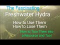 Freshwater Hydra: a Useful Aquarium Tool, Not a Pest