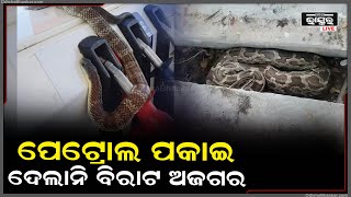 ପେଟ୍ରୋଲ ପମ୍ପରେ ୭ ଫୁଟ ଲମ୍ବର ଅଜଗର ସପ ଉଦ୍ଧାର, ସାପ ଦେଖିବାକୁ ଜମୁଛି ଲୋକଙ୍କ ଭିଡ