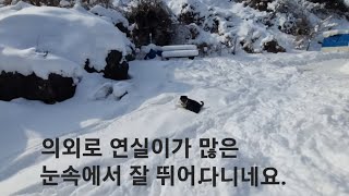 소백 진돗개 라이브 스트리밍 중