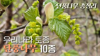 EP.61 | 토종 단풍나무 10종 총정리 | 당단풍 고로쇠 청시닥 부게꽃 산겨릅 복자기