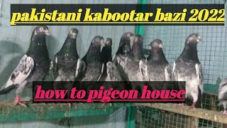 Pakistani Kabootar Bazi 2022 || How To Pigeon House