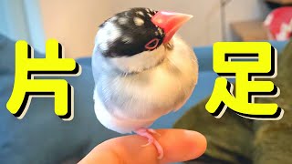 片足立ちでリラックスできる文鳥のバランス感覚がすごすぎるwww