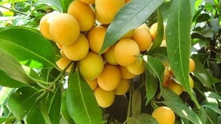 Rare Exotice Maparang Fruit , Savanah Cherry Fruit , Bush Black pipper plant........