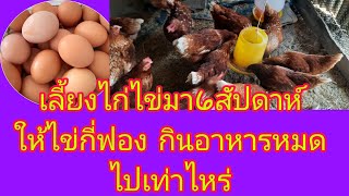 ไก่ไข่50ตัวกินอาหารเท่าไหร่ รับไก่สาวมาเลี้ยงมา6สัปดาห์ออกไข่กี่ฟองมาดูกันค่ะ #ไก่ไข่ #chicken