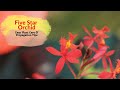 Five Star Orchid - Easy Plant Care & Propagation Tips (Epidendrum Radicans Orchid)