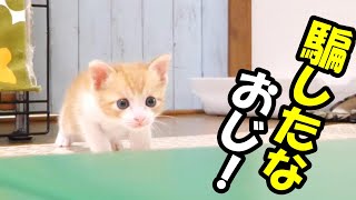 騙された子猫。遊ぶのかと思ったら！？【赤ちゃん猫　保護猫】