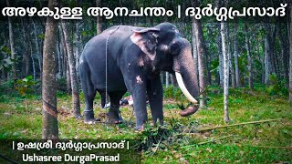 ഉഷശ്രീ ദുർഗ്ഗപ്രസാദ് 😍 Ushasree Durgaprasad | E4 elephant | കേരളത്തിലെ ആനകൾ | Kerala elephant video