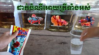 ដាក់ចំណីអោយត្រីរបស់ខ្ញុំទាំងអស់/SeangBetta Keeper