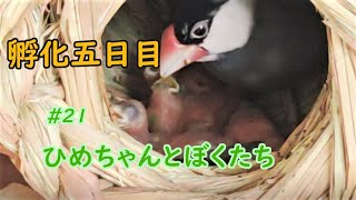 4ちゃんなかなかゴハンもらえない  孵化五日目　hatching egg #21 ひめちゃんとぼくたち 文鳥