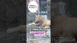 レグルス🦁おなかペコペコ⁉️  #東山動植物園 #ライオン #レグルス #lion #zoo #animals #shorts #どうぶつ #higashiyamayzoo #動物園 #愛知