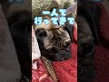 断固拒否します😬　 パグ 犬のいる暮らし 冬