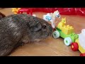 the guinea pig wild west wheeking herd of 5