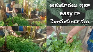 ఆకుకూరలు పెంచే,కోసే విధానం చూద్దాము || How to Grow Leafy Greens | Terrace Garden.