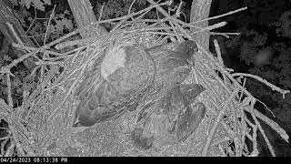 Dale Hollow Eagle Camera Live Stream