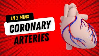 Coronary Arteries - in 2mins