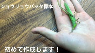 ぐだぐだ標本完成！(ショウリョウバッタ編)