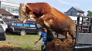 KUMPULAN SAPI NGAMUK LUCU BIKIN GEGER PASAR‼️🔥