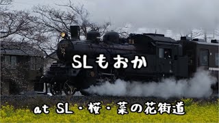 【SLもおか 汽笛】 at SL・桜・菜の花街道