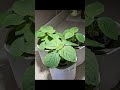 수경재배로 깻잎 키우기 growing perilla leaves by hydroponics