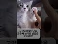 너무 귀여운 고양이의 살인미소 공격 고양이 반려묘 웃긴영상 cat