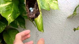 Common tailorbird nest with eggs in Singapore