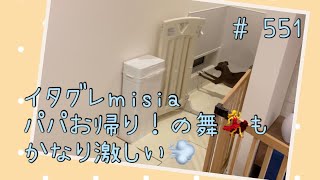 パパの帰宅が嬉しすぎて…毎晩、大興奮！歓喜の舞を披露するイタグレｍｉｓｉａ(ミーシャ)【生後551日】【うちの子484日目】【イタリアングレーハウンド】【パピーズママ出身】2022.11.18撮影