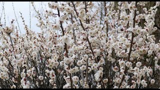 荒山公園梅林（２０１９年２月２３日）