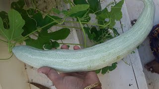 புடலங்காய் செடி பராமரிப்பு|snake gourd plant