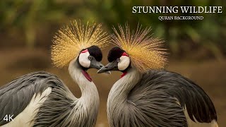 Wildlife In 4K - Animals with Relaxing Quran recitation | Surah Yasin - Mohammed Hesham | Our Planet