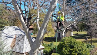 Climbing to New Heights with Utility Line Clearance Arborist Training