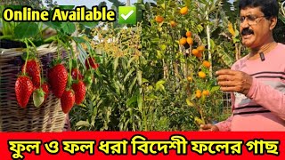 ফুল ও ফল সহ বিভিন্ন বিদেশি ভ্যারাইটি গাছ গুলো পাবেন প্রভাতী নার্সারিতে। অনলাইনের মাধ্যমে পাবেন  গাছ।