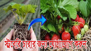 স্ট্রবেরির চারার জন্য যোগাযোগ করুন।How to grow and care strawberry plants ।ছাদ কৃষি