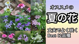 【夏の花壇にオススメ・暑さに強い花12選】【ガーデニング】