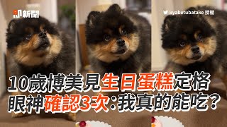 10歲博美犬見生日蛋糕定格　抬頭眼神確認3次：我真的能吃？｜寵物狗｜驚喜｜精選影片