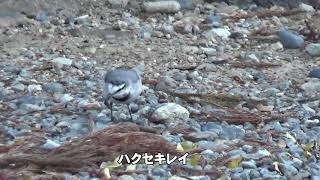 30秒の心象風景17915・餌を探る～ハクセキレイ～