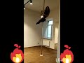 pole dance срыв с пилона