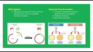 Principles of DNA Ligation and Bacterial Transformation 👨🏻‍🔬🧬🧫