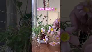 사랑초 키우기 팁❤️