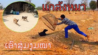 แกล้งหมา ແກ້ງໝາ ເອົາກະສຸ່ມງຸມໝາ