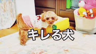 キレる犬！なぜキレるのか？【トイプードルのサラ】Angry dog