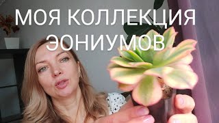 Моя домашняя коллекция эониумов