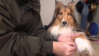 【可愛いシェルティ】散歩の後は拭いてますか。Cute Sheltie: Do you wipe after the walk.