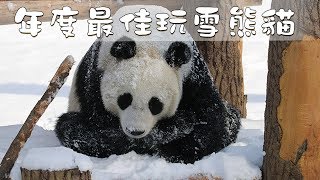 《熊貓TOP榜》第129期 年度最佳玩雪熊貓 | iPanda熊貓頻道