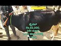 ರಾಣೇಬೆನ್ನೂರ್ ಆಕಳು ಮಾರುಕಟ್ಟೆ ranebennur cow market every sunday morning market ranebennur