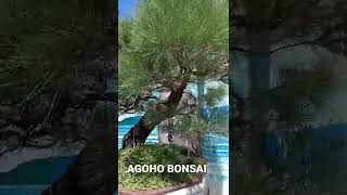 agoho bonsai #bonsai #viral #baleraurora