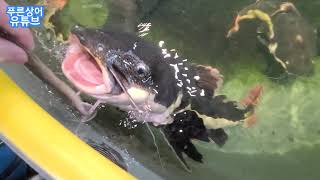 Dinner time for my moster Redtail Catfish (feat. Isurus YouTube)