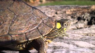 Southern (Ouachita) Map Turtle (Graptemys ouachitensis)