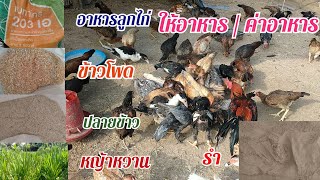 ให้อาหารไก่บ้าน ให้อาหารอะไรบ้าง ค่าอาหารประมาณกี่บาท